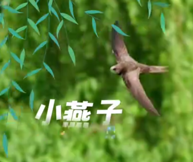 燕子南飞到哪里去了